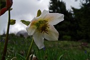 70 Rose di Natale (Helleborus Niger) in primavera